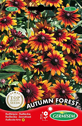 Sementes de Plantas Medicinais GERMISEM Autumn Forest (Echinacea) GERMISEM - Sementes - sementes, plantas medicinais, germisem autumn forest, echinacea