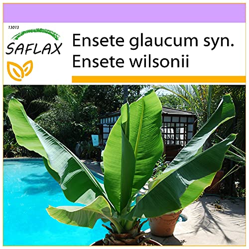 Semente de Bananeira SAFLAX (Ensete Glauca) SAFLAX - Lâmpadas de plantas e flores - semente, banana, saflax, enseglauc