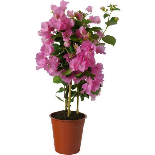 Planta Ornamental DECOSISTANIA Buganvilia (Azul - 30 cm) DECOALIVE - Plantas - azul, 30 cm, regadio automático