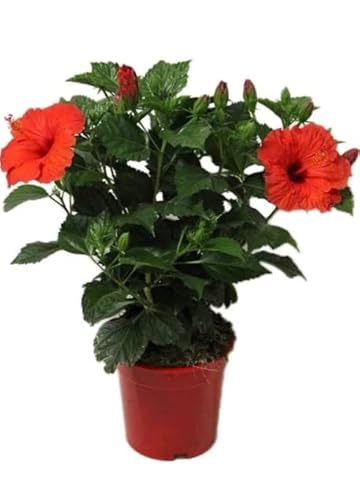 Flor de Jamaica NATURALEZA Y VIDA (1x 50 g) DECOALIVE - Lâmpadas de plantas e flores - flor de jamaica, naturaleza y vida, 1x 50 g