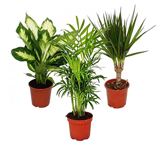 Conjunto de 3 Plantas Decorativas GREENICE Mescolano II Exotenherz - Plantas - 3 plantas, decorativas, mescolano ii, plástico, branco, preto