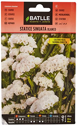 Sementes de Estatice Branco (20 g) - BATTLE BATLLE - Sementes - semente, estatice, branca, 20g