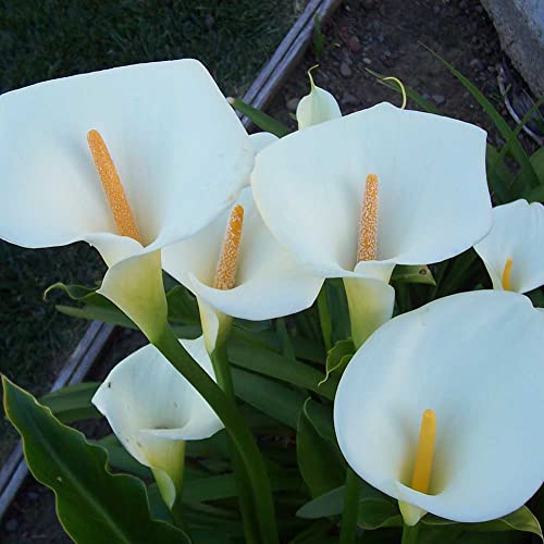 Sementes de Flores PERZOE 100 Unidades de Sementes de Lírios de Cala Zantedeschia PERZOE - Lâmpadas de plantas e flores - sementes, flores, perzoe, 100 unidades, lírios, cala