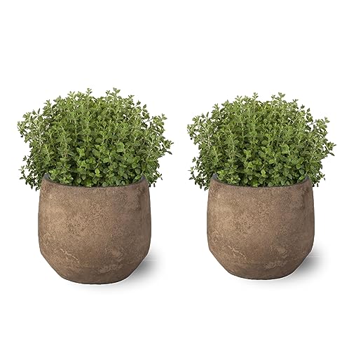 Orégão Pack 2 Plantas Naturais para Cozinha em Vaso Ø10 Altura 20 Cm SMPLY. - Plantas - pack, plantas naturais, cozinha, vaso, Ø10, altura 20 cm