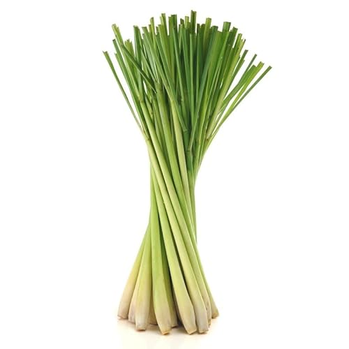 Sementes de Plantas Medicinais LEMONGRASS Lemon Grass (Lemongrass) DECOALIVE - Sementes - lemongrass, citronela, culinário, terapêutico