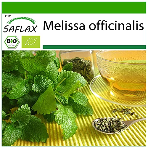 Sementes de Ervas Medicinais SAFLAX Melisa (1000 peças) SAFLAX - Lâmpadas de plantas e flores - melissa, 1000 peças, erva medicinal