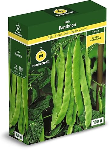 Sementes de legumes comestíveis MASCARELL Judia Pantheon (100 g) Mascarell Semillas, S.L. - Sementes - judia, 100 g, comestíveis