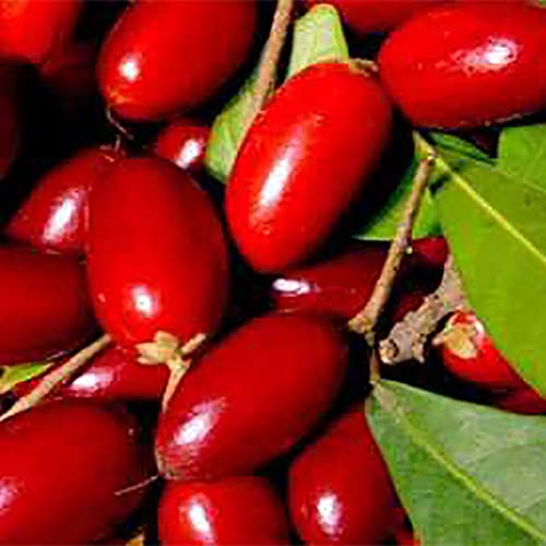 Sementes de Fruta Mágica HALOPPE (20 Un) Haloppe - Lâmpadas de plantas e flores - sementes, fruta mágica, haloppe