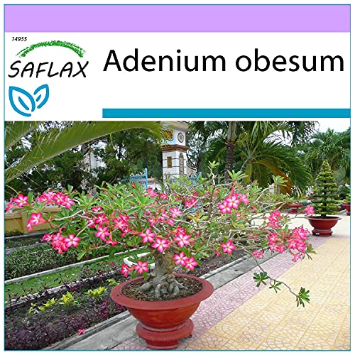 Sementes de Plantas Ornamentais SAFLAX Rosa Do Deserto (8 Un) SAFLAX - Lâmpadas de plantas e flores - 8 unidades, rosa do deserto, ornamentais