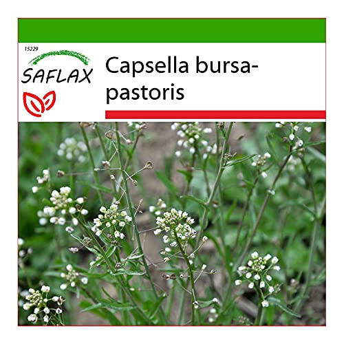 Sementes de Ervilha Vermelha SAFLAX (1000 unidades) SAFLAX - Lâmpadas de plantas e flores - erivilha vermelha, 1000 unidades, legumes, verduras
