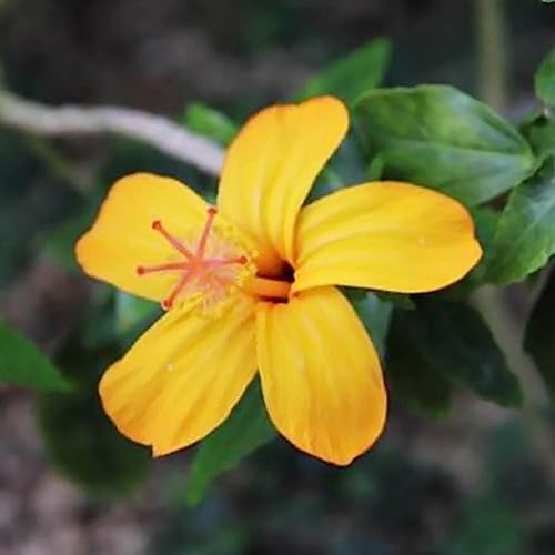 Sementes de Flores de Hibisco Luojuny 200 Unidades Luojuny - Lâmpadas de plantas e flores - hibisco, 200 unidades