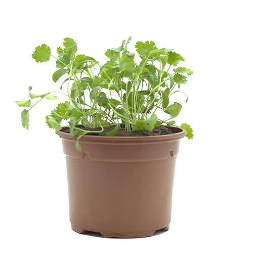 Plantas aromáticas para cozinhar em macia CILANTRO SMPLY. - Móveis de exterior - cilantro, aromáticas, cozinhar