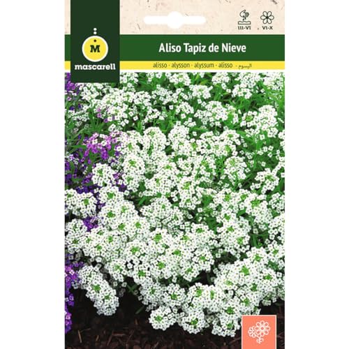 Sementes de Flores MASCARELL Aliso Tapez De Neve Mascarell Semillas SL - Lâmpadas de plantas e flores - sementes, flores, mascarello, aliso, tapez de neve