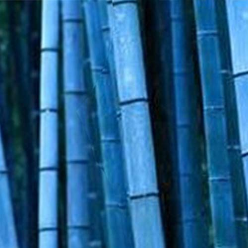 Sementes de bambu 100 peças semeadas azul Remorui - Lâmpadas de plantas e flores - alta taxa germinação, flores coloridas, fácil plantio