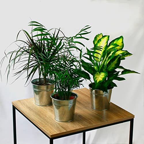 Conjunto 3 Plantas Ornamentais em Vasos CHAMAEDOREA 12/13Cm SMPLY. - Árvores - conjunto, 3 plantas, ornamentais, vasos, chamaedorea