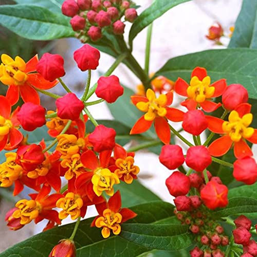 Sementes de Flores ASCLÉPIAS Curassavica (30 Un) Haloppe - Lâmpadas de plantas e flores - sementes, flores, asclepias, curassavica