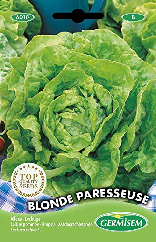 Sementes de Repolho Blonde Paresseuse 1.5 Grm SEM-GERMISEM GERMISEM - Sementes - repolho, blonde, 15 g