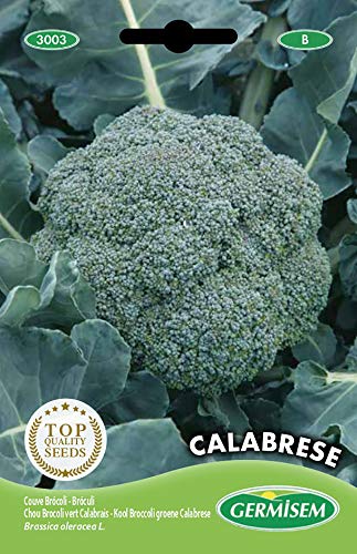 Sementes de Broccoli GERMISEM Calabrese (3g) GERMISEM - Sementes - legume verde, vitaminas, minerais, saúde