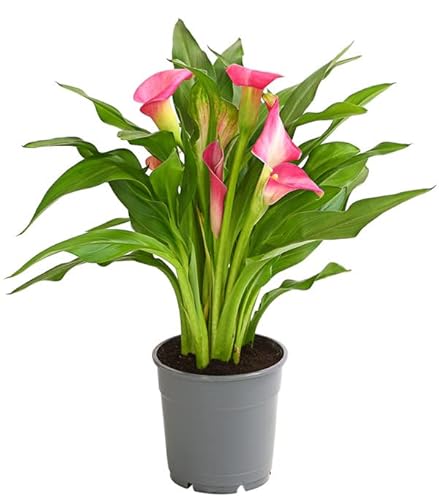 Plantas com Fatores de Crescimento CALA NATURAL DECOALIVE - Plantas - fácil de cuidar, resistente