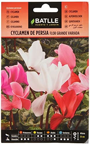 Sementes de Plantas Ornamentais BATTLE CYCLAMEN Persia (Recondicionado Sinais de Uso) Semillas Batlle - Sementes - sementes, ornamentais, battle cyclamen, persia