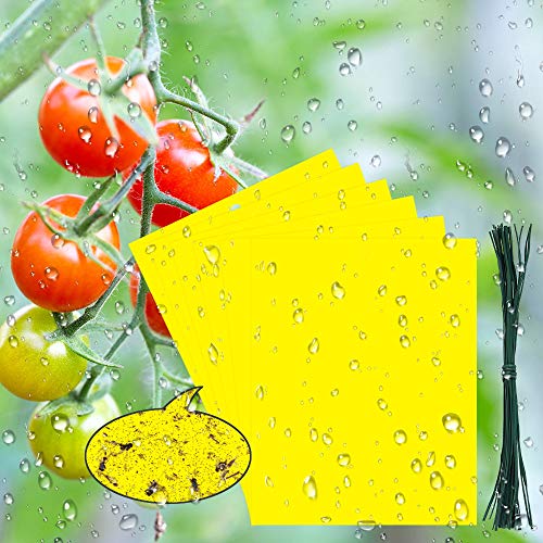 Papel Adesivo Buzifu Trampa Insectos Doble Cara com Brida de 20 Cm BUZIFU - Armadilhas de controle de pragas - proteção, atrativo, fácil aplicação, 1 ano
