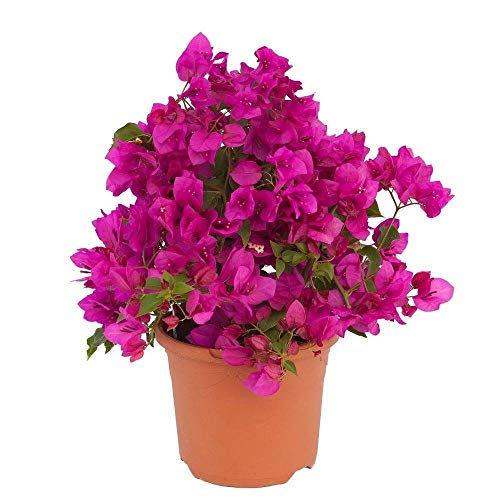 Plantas Decorativas DECORALIVE Bougainvillea Premium (50 cm) DECOALIVE - Casa e jardim - poliéster, 50 cm, interior, exterior