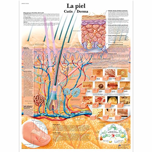 Póster de anatomia 3B Scientific VR3283L - A pele 3B Scientific - Pósteres, impressões e arte visual - anatomia, pele