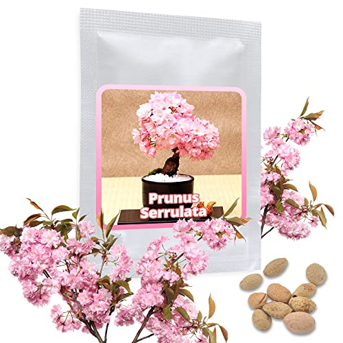 Semente de Pêssego JAPÓNES Prunus serrulata Sakura SIs Internethandel - Lâmpadas de plantas e flores - pessego, japonês, serrulata, Sakura