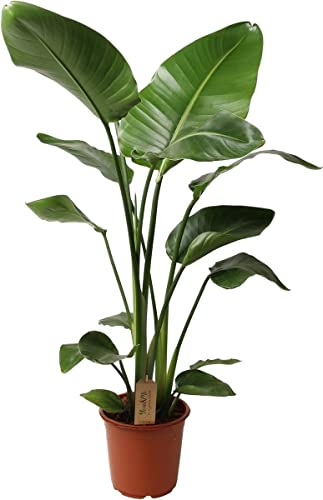 Planta Ornamental DECOALIVE Strelitzia Augusta DECOALIVE - Plantas - folhas verdes, flores brancas