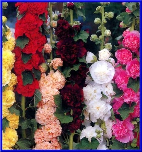 Sementes para Plantas Ornamentais GUSTO GARDEN Malva Dupla (25 g) SVI - Sementes - malva dupla, ornamentais, 25g