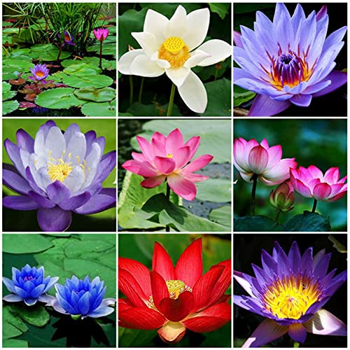 Sementes de Plantas Aquáticas ROTYROYA Candock Rotyroya - Lâmpadas de plantas e flores - sementes, plantas aquáticas