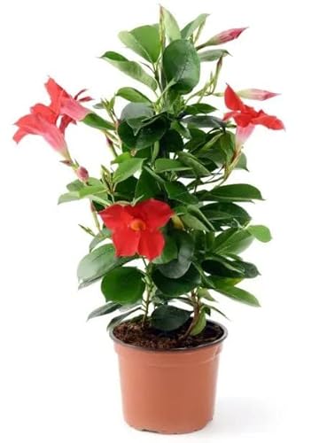 Plantas com Flores MANDEVILLA Dipladenia (Vermelho) DECOALIVE - Lâmpadas de plantas e flores - vermelho, solar, plástico, 3 níveis