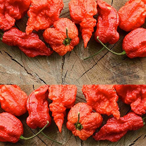 Sementes de Plantas Ornamentais ROTYROYA 100/200 Unid. Semillas De Plantas Carolina Reaper Hot Peppers Rotyroya - Lâmpadas de plantas e flores - sementes, plantas ornamentais, carolina reaper, pepper