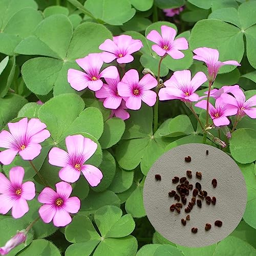 Sementes de Oxalis Versicolor Luojuny 50 Unidades Luojuny - Lâmpadas de plantas e flores - oxalis, versicolor, semelhanças