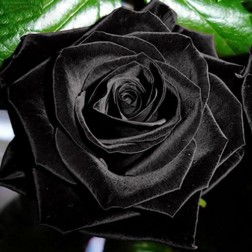 Sementes de Flores de Rosa Luojuny 20 Peças Luojuny - Lâmpadas de plantas e flores - rosa, sementes, 20 peças