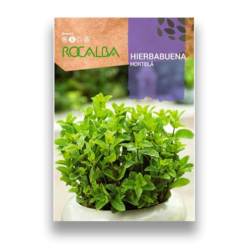 Sementes de Erva-Herbácea Laurus Nobilis (Laurus nobilis) 1,5 g ROCALBA - Sementes - erva, herbácea, laurus nobilis, 15 g, vivaz, rizomas