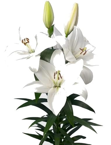 Lírio (Lilium) - 3 Unidades - Altura 30-40 cm - Vaso 10,5 x 12,5 cm DECOALIVE - Flores cortadas frescas - resistente, fácil de cuidar, altura 30-40 cm, vaso 10,5 x 12,5 cm