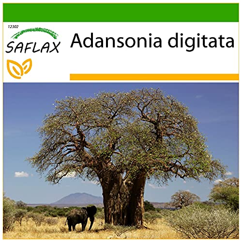 Semente de Plantas Ornamentais SAFLAX Baobab (Adansonia digitata) SAFLAX - Lâmpadas de plantas e flores - semente, plantas ornamentais, baobab
