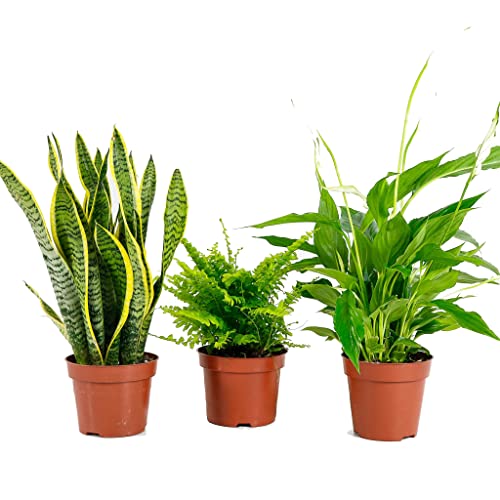 Plantas Purificadoras do Ar: Sansevieria + Helecho + Lirio da Paz DECOALIVE - Plantas - purificador, sansevieria, helecho, lirio da paz