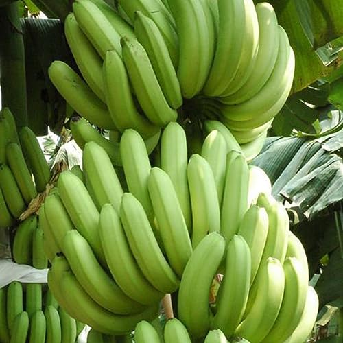 Sementes de Banana PERZOE (100 Peças - Sementes) PERZOE - Lâmpadas de plantas e flores - semente, banana, perzoe, 100 peças
