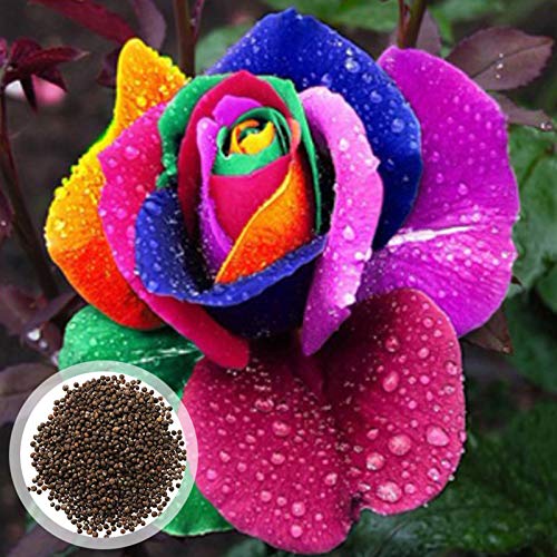 Sementes de Rose Benoon 100 Unidades (Recondicionado Como Novo) Benoon - Lâmpadas de plantas e flores - 100 unidades, recondicionado, plástico, 1:32