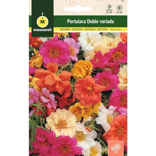 Sementes de Plantas Ornamentais MASCARELL Portulaca Double Variada Mascarell Semillas, S.L. - Sementes - portulaca, double, variedade