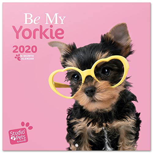 Calendário ERIK EDITORES de 2020 30X30 Estúdio Filhotes de Cão Yorkshire ERIK - Calendários, organizadores e planejadores - calendário, estúdio, animais, filhotes, cão yorkshire