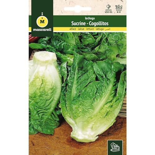 Sementes de Leucócia Semillas LECHUGA SUCRINE (Cogollitos de Tudela) Mascarell Semillas, S.L. - Sementes - leucócia, cogolhos, tudela, sucrine