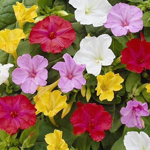 Sementes de Flores MIRACULOUS NIGHT-BLOOMING JALAPA MIX 1.5G DECOALIVE - Sementes - sementeira, variedade, germinadas, fácil de cuidar