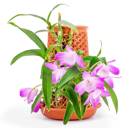 Vaso ZOZOVOR com Riego Automático (Branco - 15.5x13.5x12cm) ZOZOVR - Móveis de exterior - rega automática, 1,5 litros, design moderno
