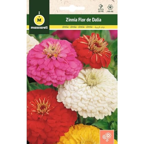 Sementes de Flores MASCARELL Zinnia Flor de Dalia Variada Mascarell Semillas, S.L. - Sementes - zinnia, flores coloridas, decorativas