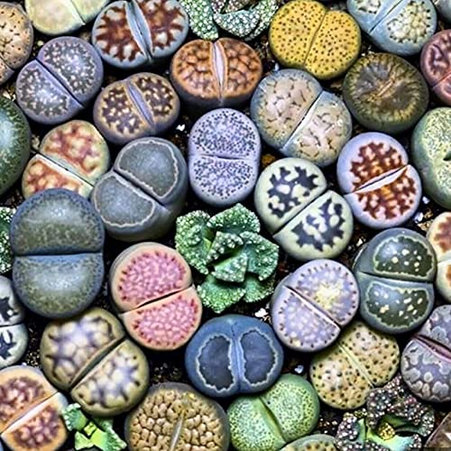 Sementes de Plantas Suculentas HALOPPE (200 Un) Haloppe - Lâmpadas de plantas e flores - suculentas, haloppe, 200 unidades