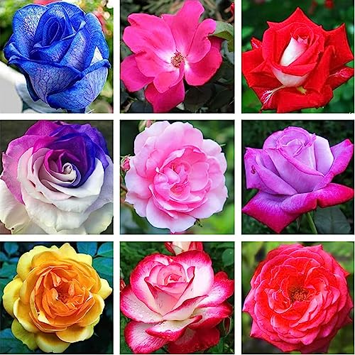 Sementes de Rosa Misto LUOJUNY (100 unidades) Luojuny - Lâmpadas de plantas e flores - rosa misto, 100 unidades