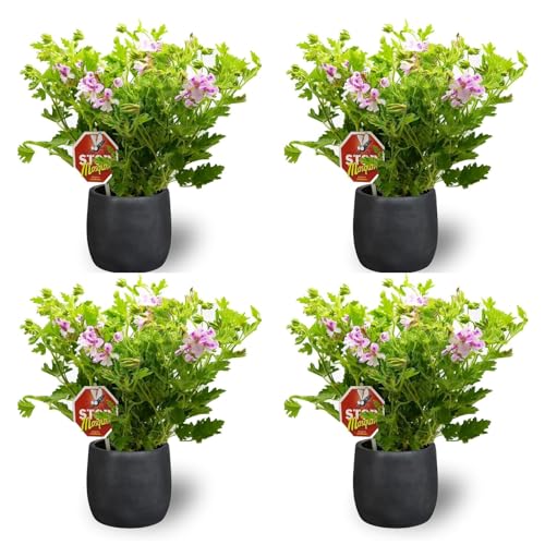 Plantas com Flores PLANTAS CON FLORES Geranio Limón Pack 4 Unidades Maceta Ø 15 Cm SMPLY. - Plantas - limão, 4 unidades, maceta 15 cm